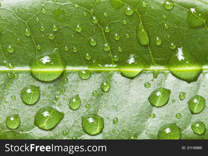 Water Drops On Leaf