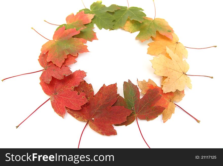 Circle of autumn multi-colored leaves symbolyzing changes in nature. Circle of autumn multi-colored leaves symbolyzing changes in nature