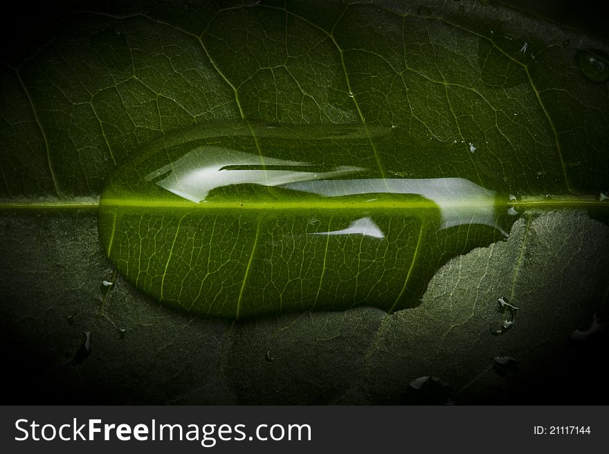 Water drops on the leaf. Water drops on the leaf