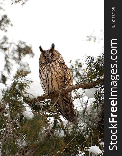 Screech-owl portrait. Closeup shot in nature scenics