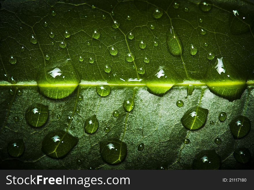 Water drops on the leaf. Water drops on the leaf