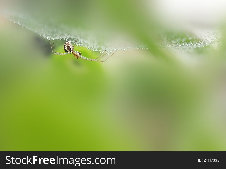 Spider under wet hanging web and water droplets