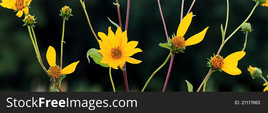 Sunflowers that spell love