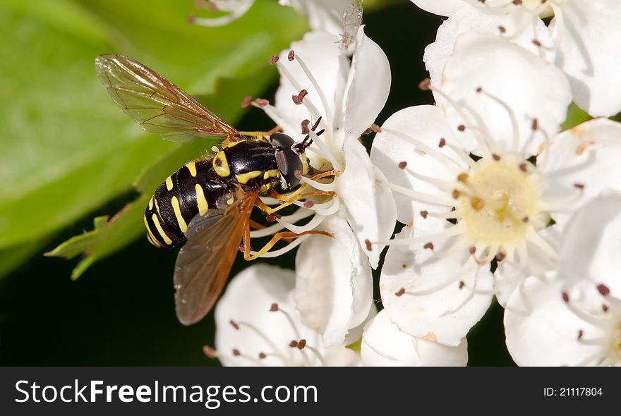 Macro Wasp. Closeup