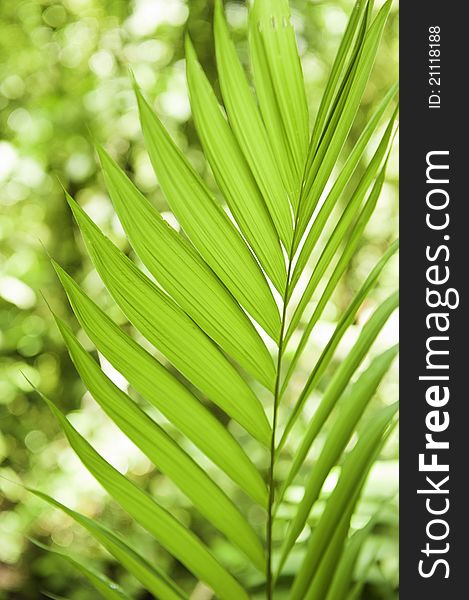 Tropical background of palm leaves. Tropical background of palm leaves
