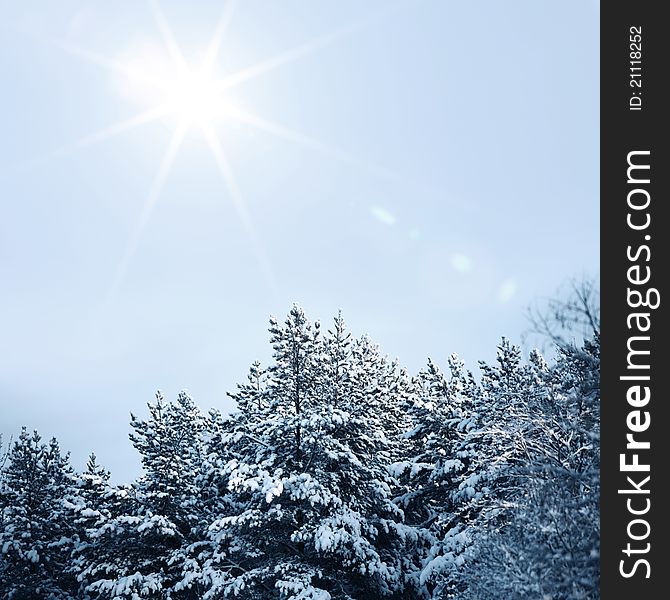 Pine forest trees in snow