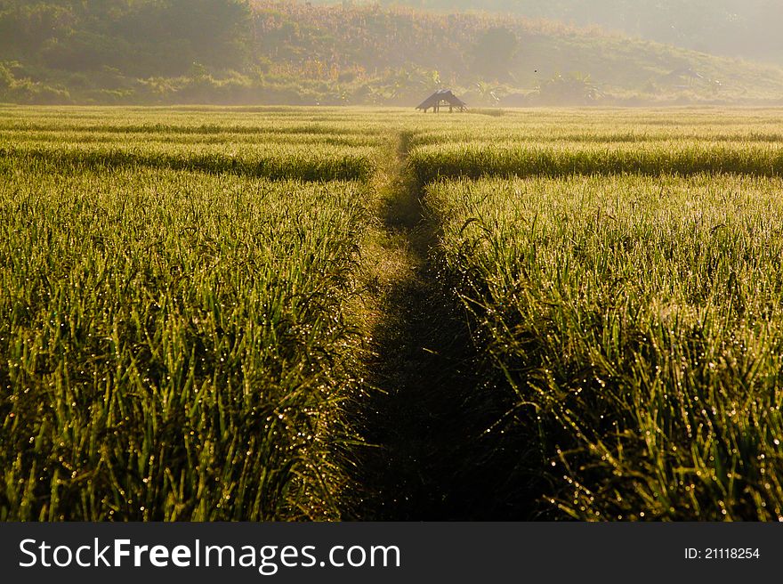 Farmhouse At Paddy Field