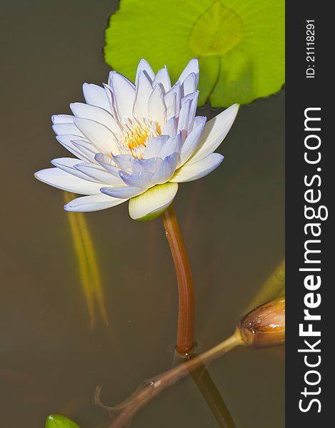 Close-up Of Beautiful Violet Lotus