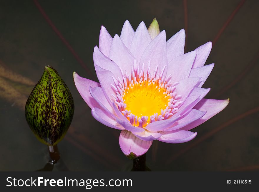 Close-up Of Beautiful Violet Lotus