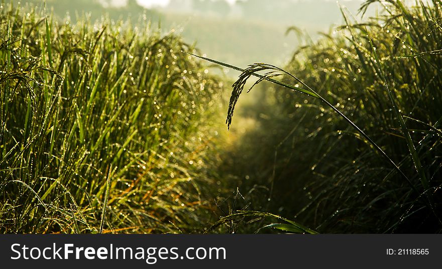 Dew Of Paddy Field In The Morning