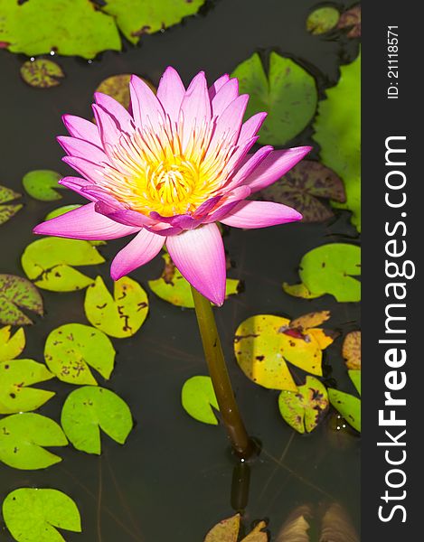 Close-up of Beautiful pink lotus, Thailand.