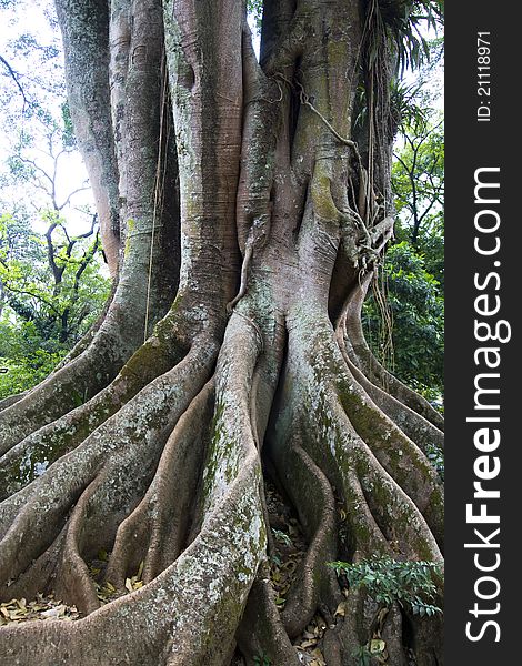 Tree Root of a really big tree . Tree Root of a really big tree .
