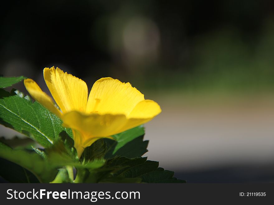 Close up beautiful yellow flower in sunlight