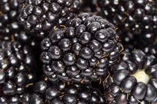 Blackberry Royalty Free Stock Images Blackberry Royalty Free Stock Images
