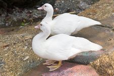 Two White Duck Standing Royalty Free Stock Image