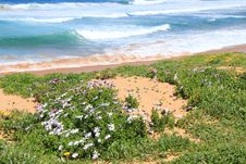 Wildflowers Growing On Beach Dune Royalty Free Stock Image Wildflowers Growing On Beach Dune Royalty Free Stock Image