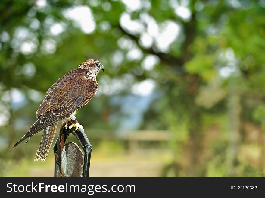 Falcon standing on a branch,Falconry Harz,Saxony Anhalt,Germany. Falcon standing on a branch,Falconry Harz,Saxony Anhalt,Germany.