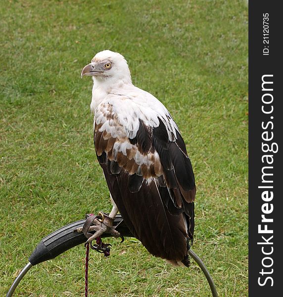 A Beautiful Bird of Prey at Rest Tethered to a Stand. A Beautiful Bird of Prey at Rest Tethered to a Stand.