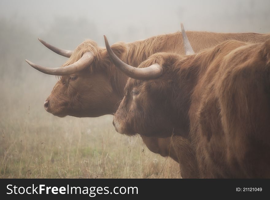 Two highland cattle cows in a misty fog early morning. Two highland cattle cows in a misty fog early morning