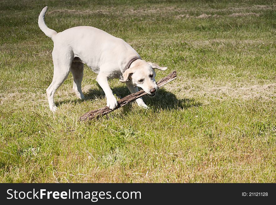 Labrador playing with a large stick in a grassy area. Labrador playing with a large stick in a grassy area.
