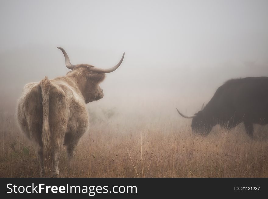 Highland cow gazing into the misty fog, her back is towards the camera, Fellow cow nearby grazing. Highland cow gazing into the misty fog, her back is towards the camera, Fellow cow nearby grazing.