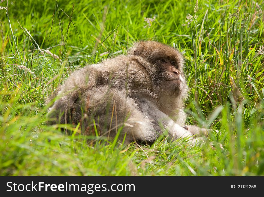 Portrait of a Barbary Macaque monkey