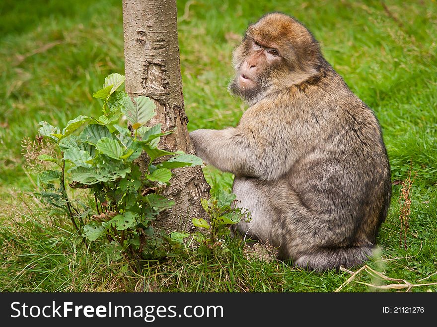 Portrait of a Barbary Macaque monkey