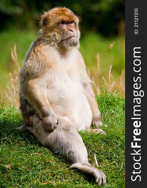 Portrait of a Barbary Macaque monkey