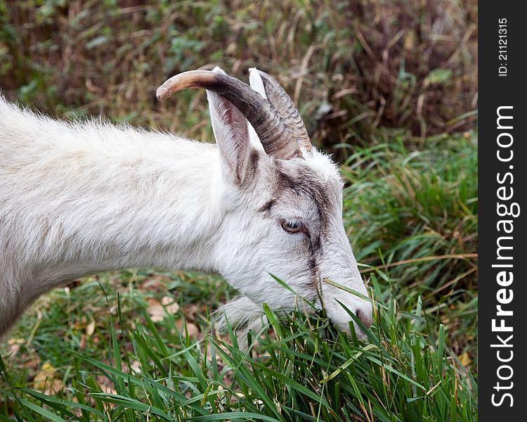 Goat nibbling the grass. Portrait. Close-up. Goat nibbling the grass. Portrait. Close-up.