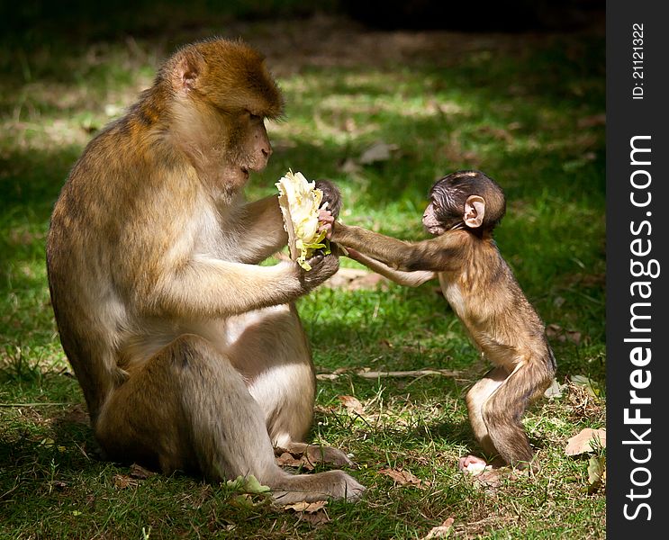 Portrait of a Barbary Macaque monkey eating with baby