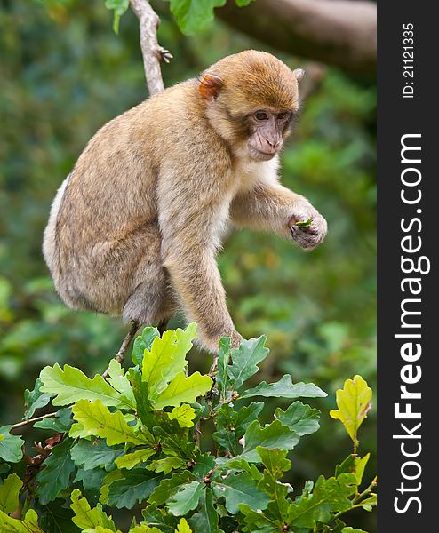 Portrait of a Barbary Macaque monkey sat in a tree