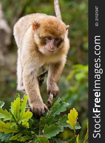 Portrait of a Barbary Macaque monkey