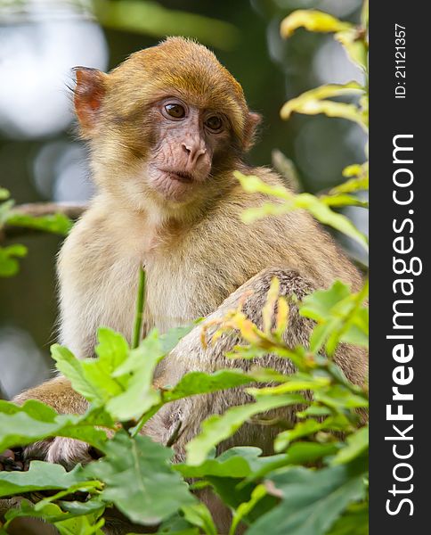 Portrait of a Barbary Macaque monkey sat in a tree