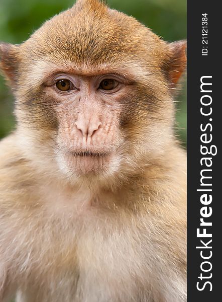 Portrait of a Barbary Macaque monkey