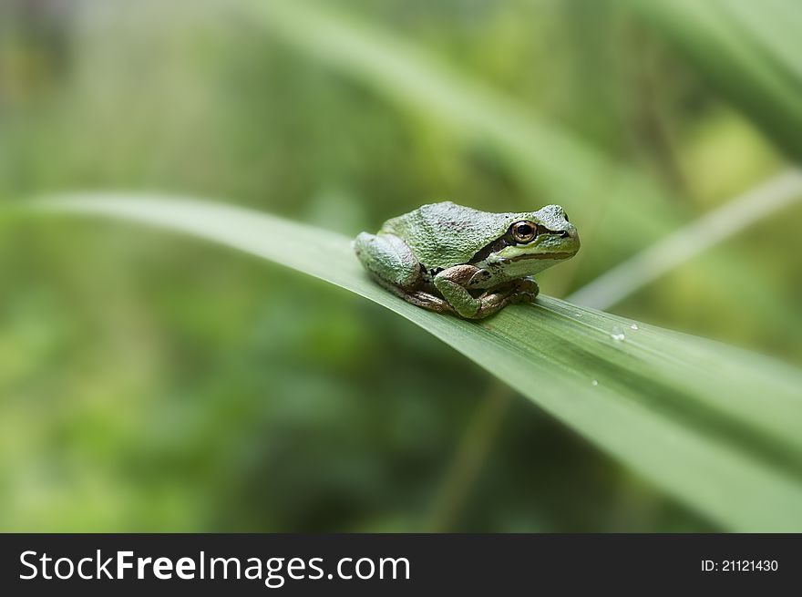 Green tree frog on a long leaf there are three drops of water in front of him. his hand are folded underneath. Green tree frog on a long leaf there are three drops of water in front of him. his hand are folded underneath
