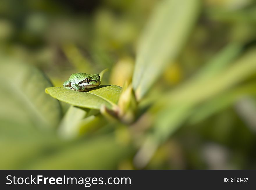 Frog On Leaf