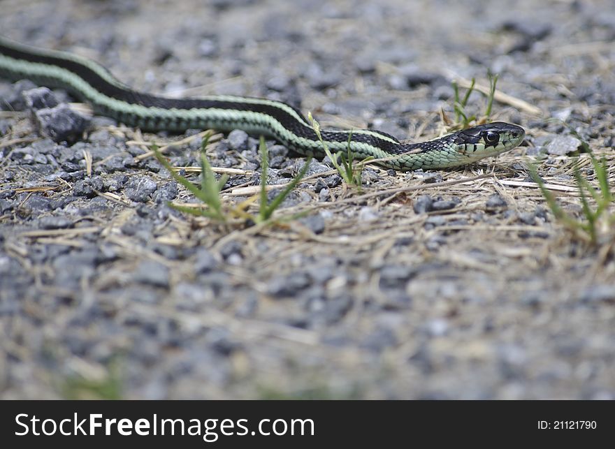 Green and black garen snake lying on a bed of gravel, shallow depth of field. Green and black garen snake lying on a bed of gravel, shallow depth of field