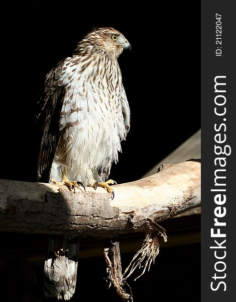 A young Coopers Hawk sits on a tree branch