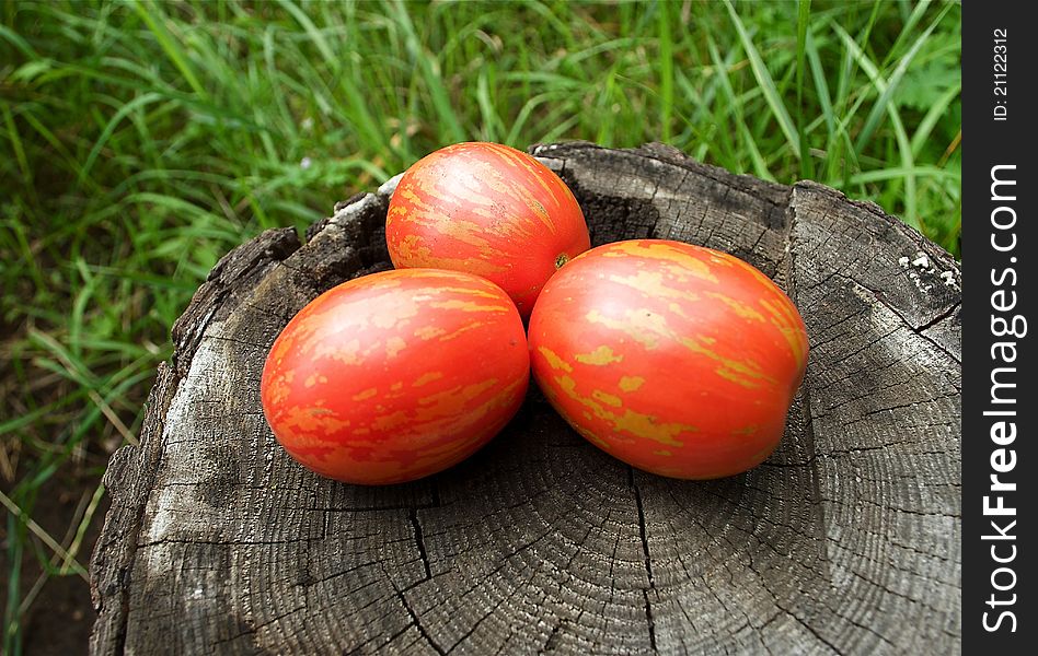 Easter egg tomatoes in the garden