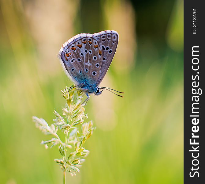 Butterfly sits on the flowers