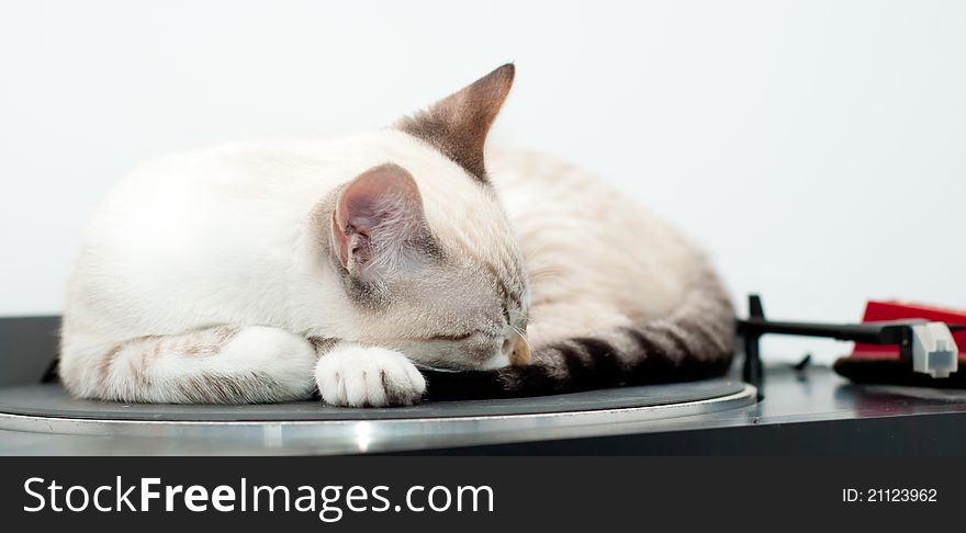 Cute cat sleeping over turntable. Cute cat sleeping over turntable