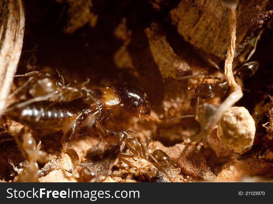 Ant army attacking a defenseless bug. Ant army attacking a defenseless bug