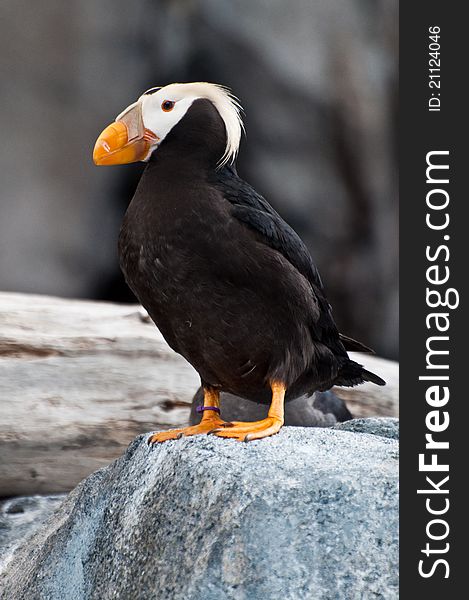 Puffin perched on a rock