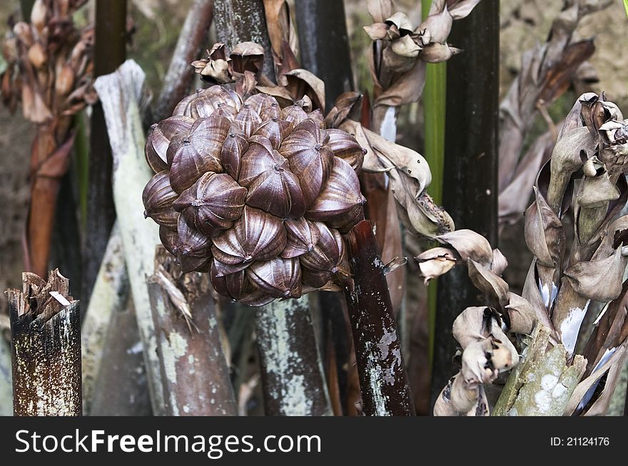 Picture of a water coconut palm bunch usually found in Vietnam or Southeast Asian countries