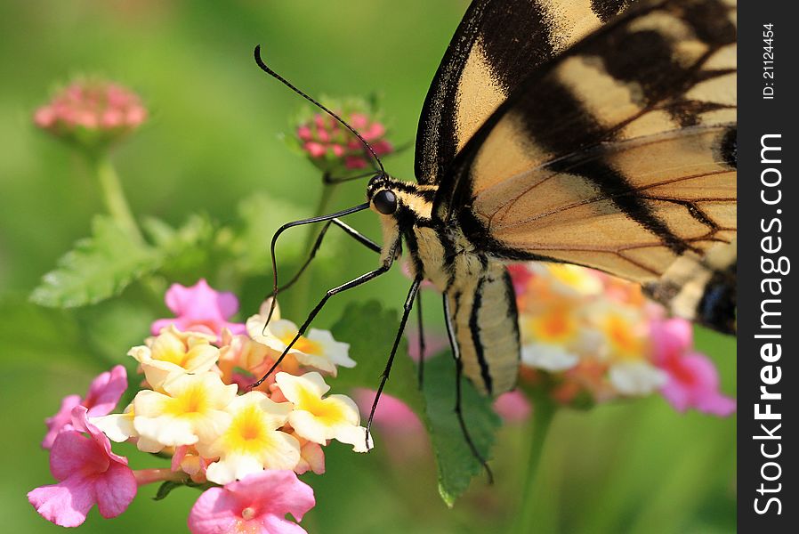 Yellow and Black Swallowtail Butterfly Macro. Yellow and Black Swallowtail Butterfly Macro