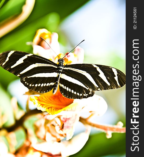 A stripped butterfly sitting on a yellow flower