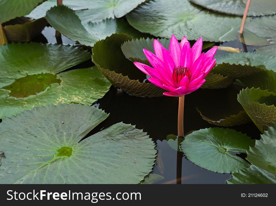 Pink Water Lily in nature pool
