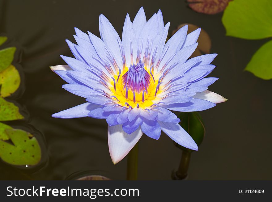 Close-up inside of beautiful violet lotus