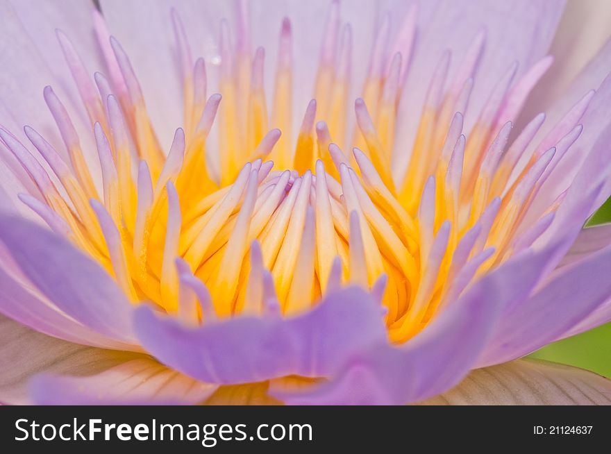 Close-up inside of beautiful violet lotus, Thailand.