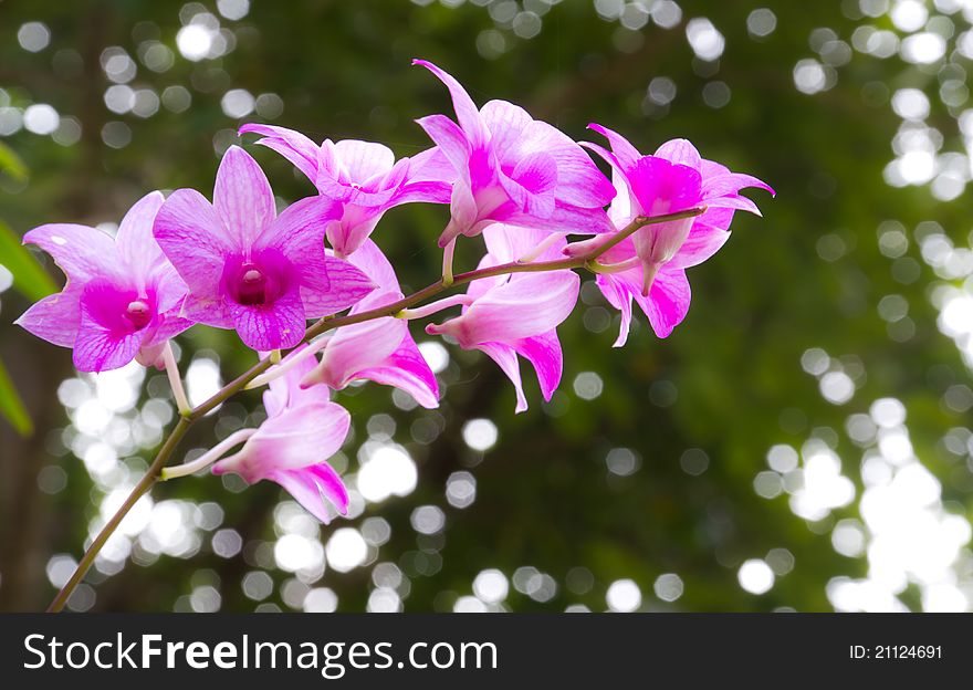 Pink Orchid in the garden